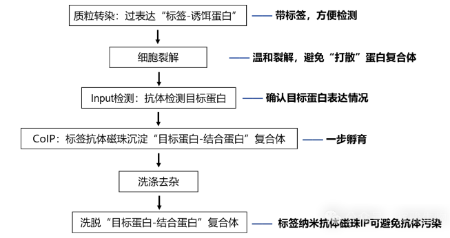 標(biāo)簽Co-IP核心步驟-輝駿生物.png