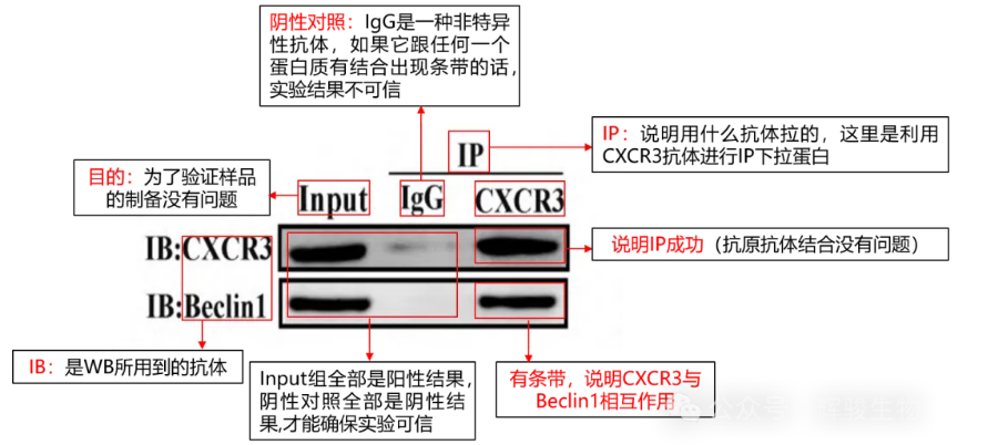 內(nèi)源Co-IP結(jié)果解讀-輝駿生物高分CoIP文獻(xiàn).png