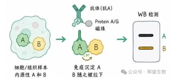 輝駿生物內(nèi)源定性Co-IP實(shí)驗(yàn)服務(wù).png