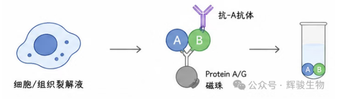 輝駿生物內(nèi)源定性Co-IP外包服務(wù)商-價(jià)格低周期短.png