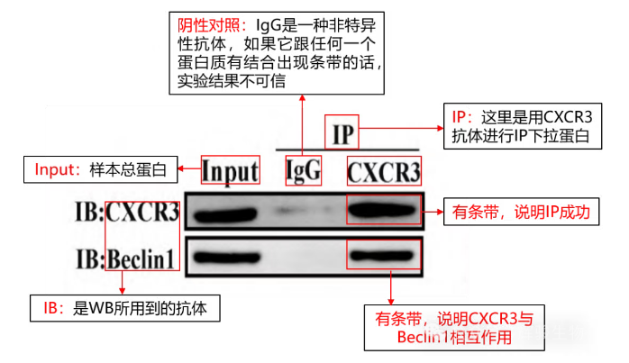 輝駿生物外源定性Co-IP客戶文獻(xiàn)解析-CoIP實(shí)驗(yàn)外包怎么選.png