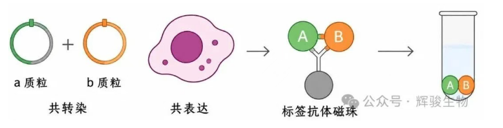 輝駿生物外源定性CoIP操作要點(diǎn).png