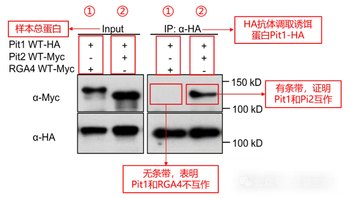 輝駿生物外源定性Co-IP文獻(xiàn)應(yīng)用案例解析.png