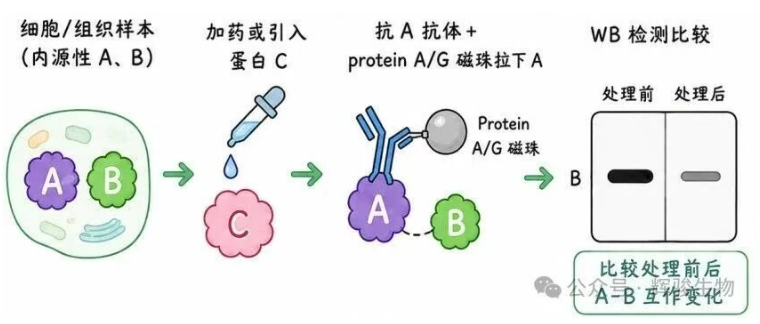 輝駿生物內(nèi)源定量Co-IP價(jià)格低-自有質(zhì)譜平臺(tái).png