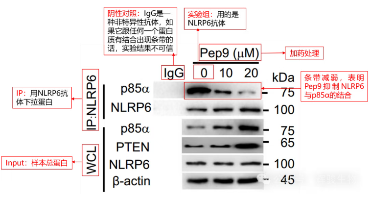 內(nèi)源定量Co-IP就選輝駿生物-自有質(zhì)譜平臺(tái)-多客戶文章.png