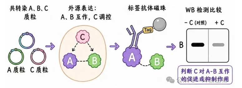 外源定量Co-IP怎么選性價(jià)比高的公司-輝駿生物專業(yè)外源CoIP實(shí)驗(yàn)服務(wù)商.png