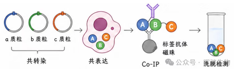 外源定量Co-IP-輝駿生物CoIP要點(diǎn)解讀.png
